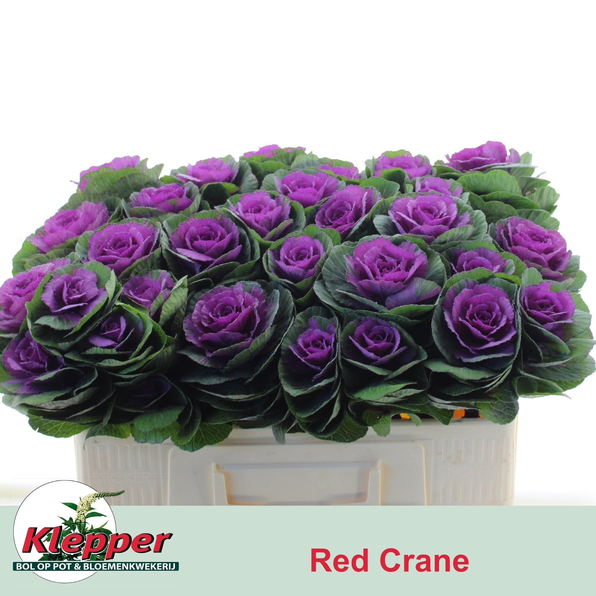 Brassica Red Crane 50cm