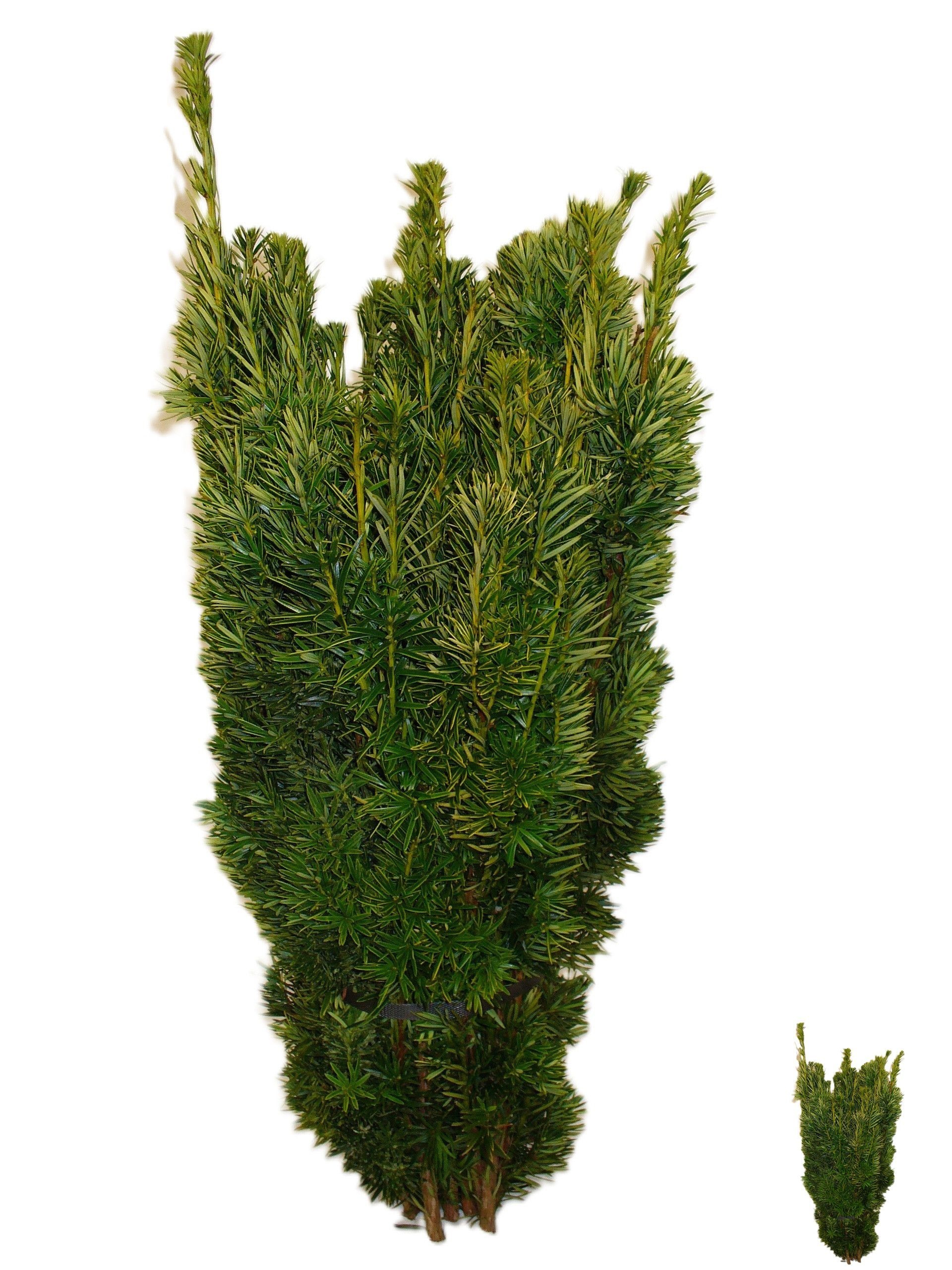 Taxus B Fas Aurea P B