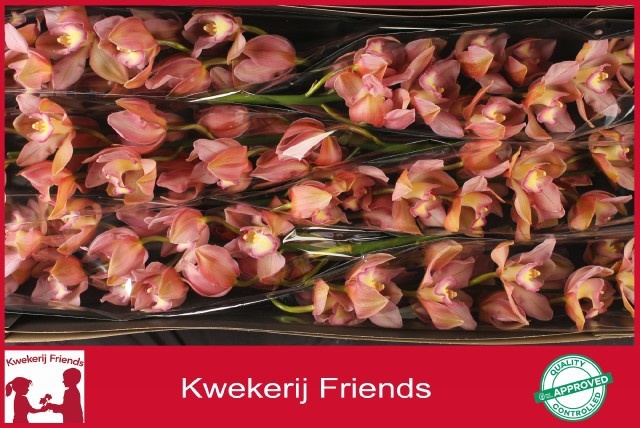 Cymbidium Salmon Delight 12/15bl