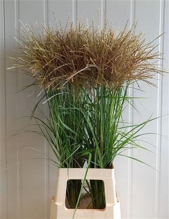 Misc Si Fern Osten W 80cm