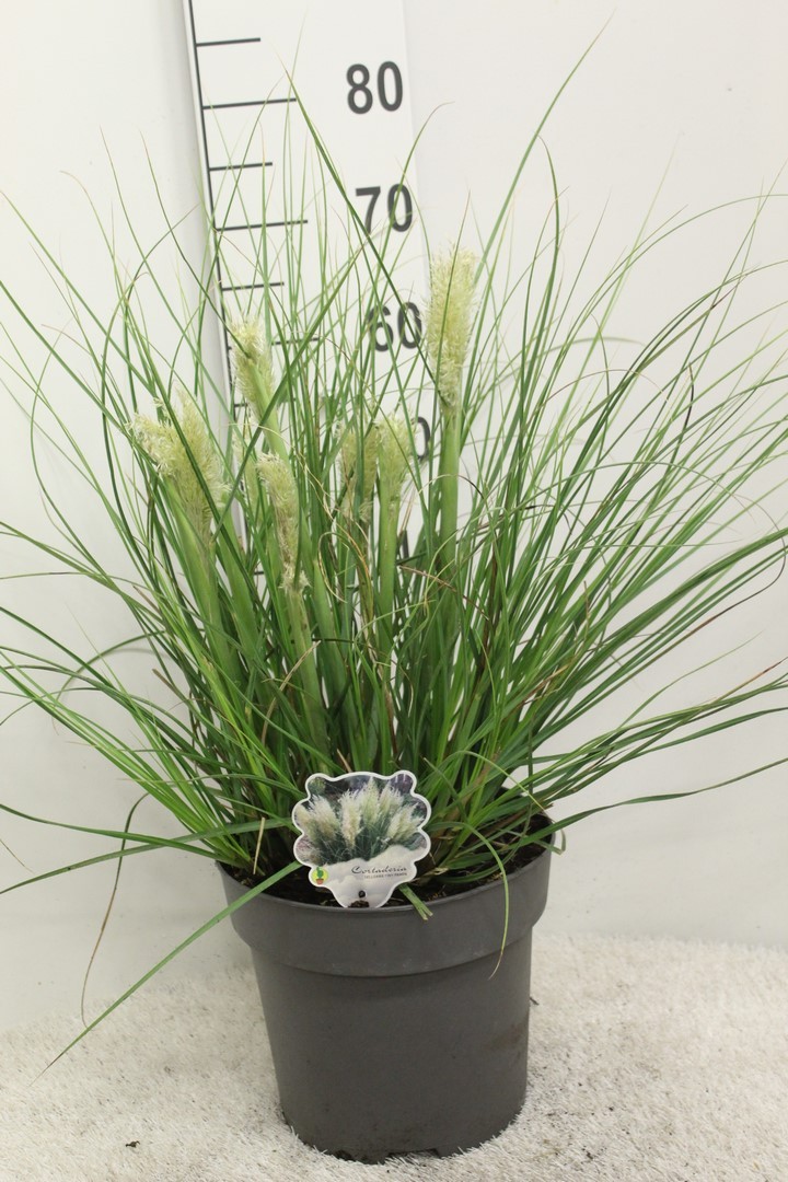 Picture of Cortaderia selloana Tiny Pampa P29 (10 Ltr)