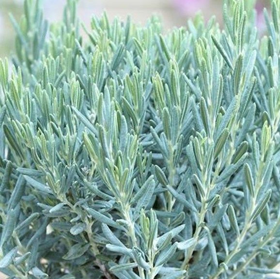 Picture of Andromeda polifolia 'Blue Lagoon'