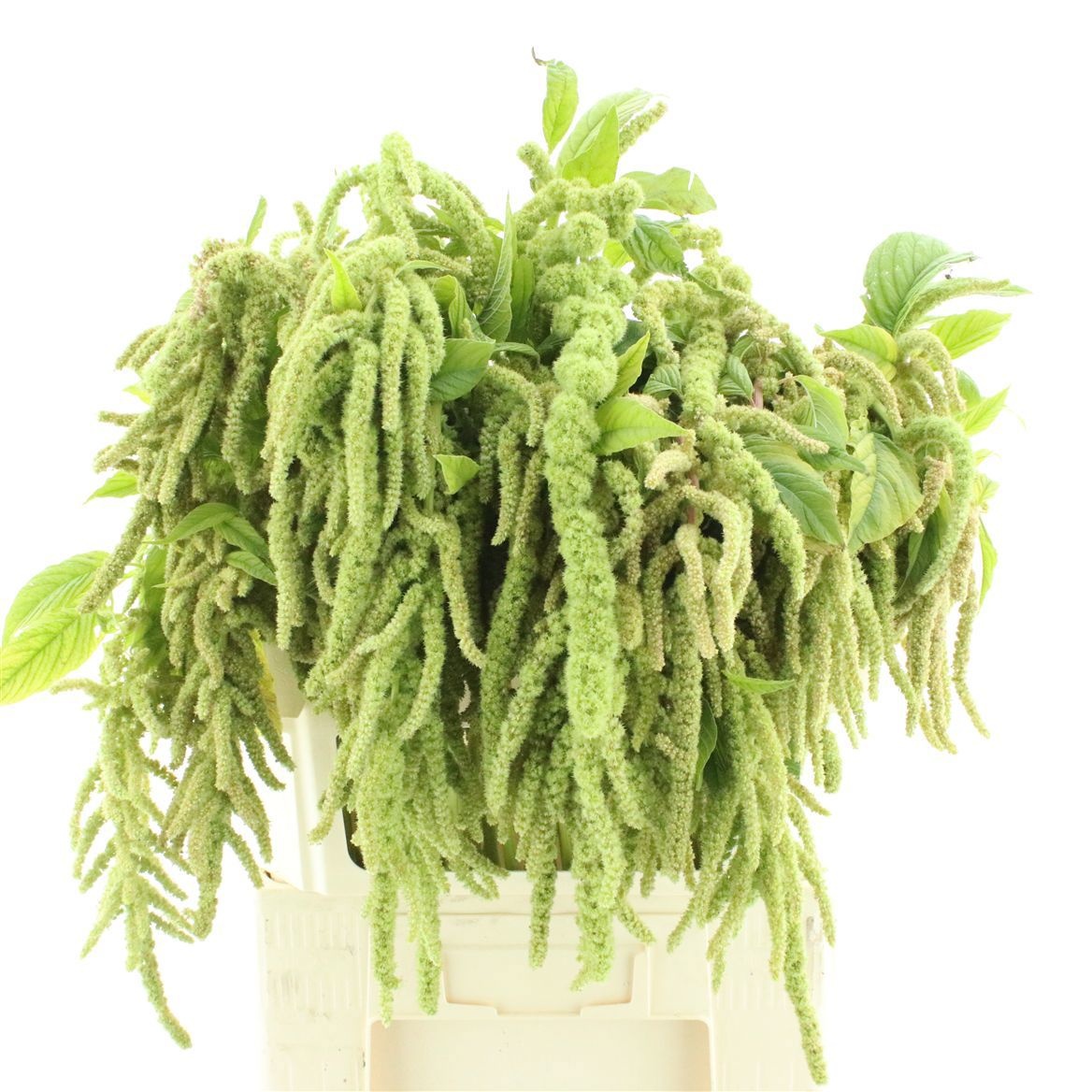 Amaranthus Riham 70cm