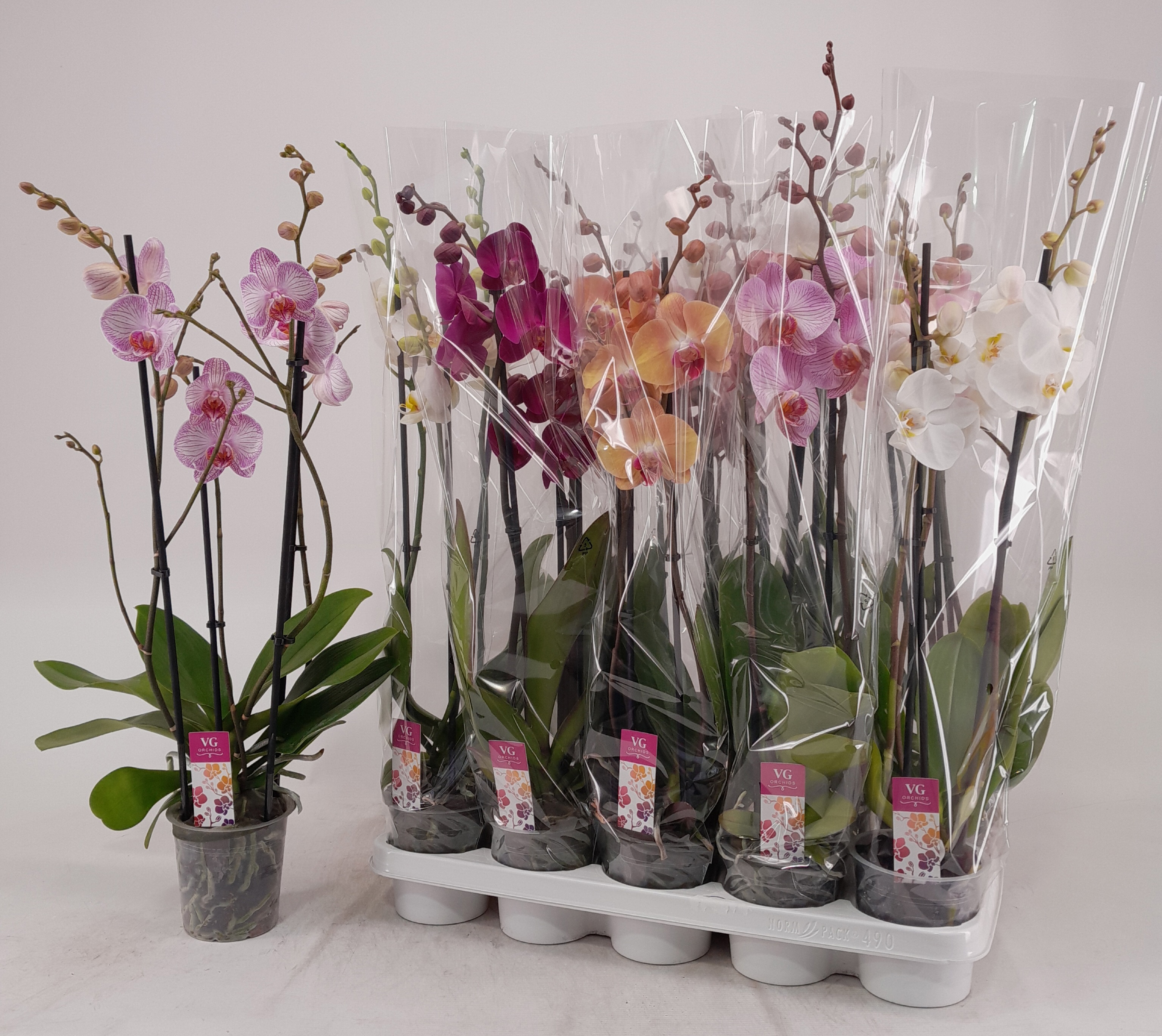 Phalaenopsis Asst 12Ø 65cm