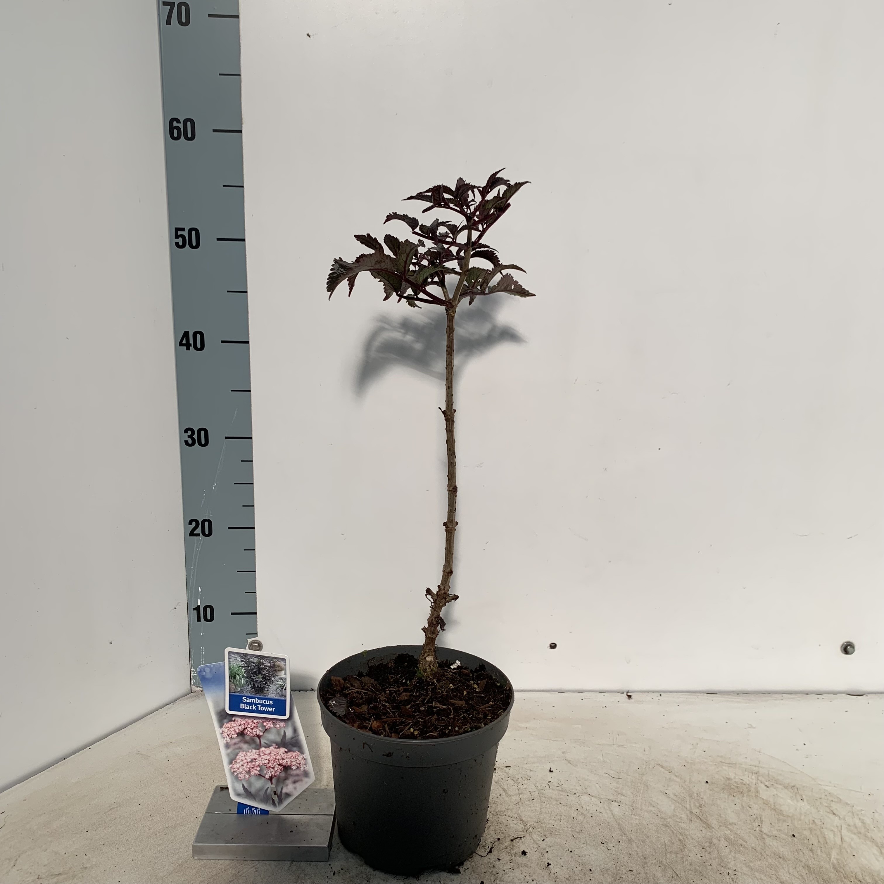 Picture of Sambucus nig. Black Tower P17 (2 Ltr)