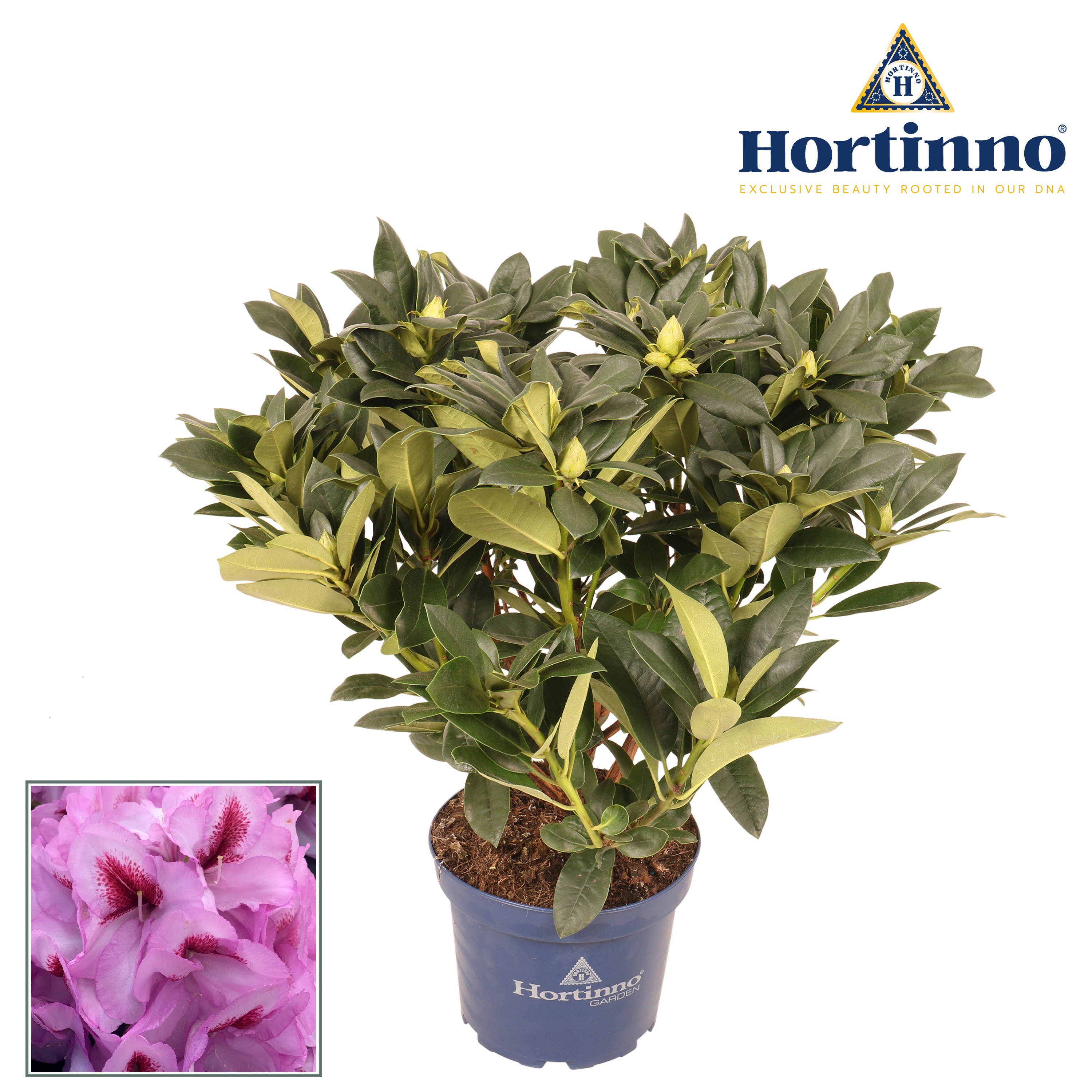 Rhododendron XXL Lila Flame XXL 50-60 cm | Gardenline