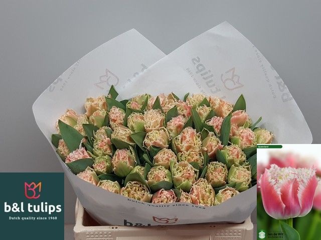 Tulipa Frilled Queensland 34cm 36gram