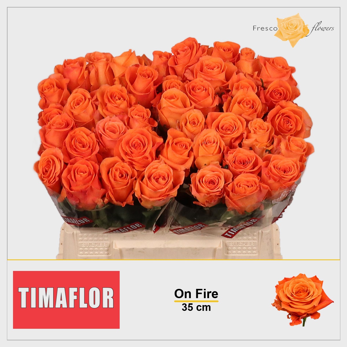 Rosa On Fire 35cm