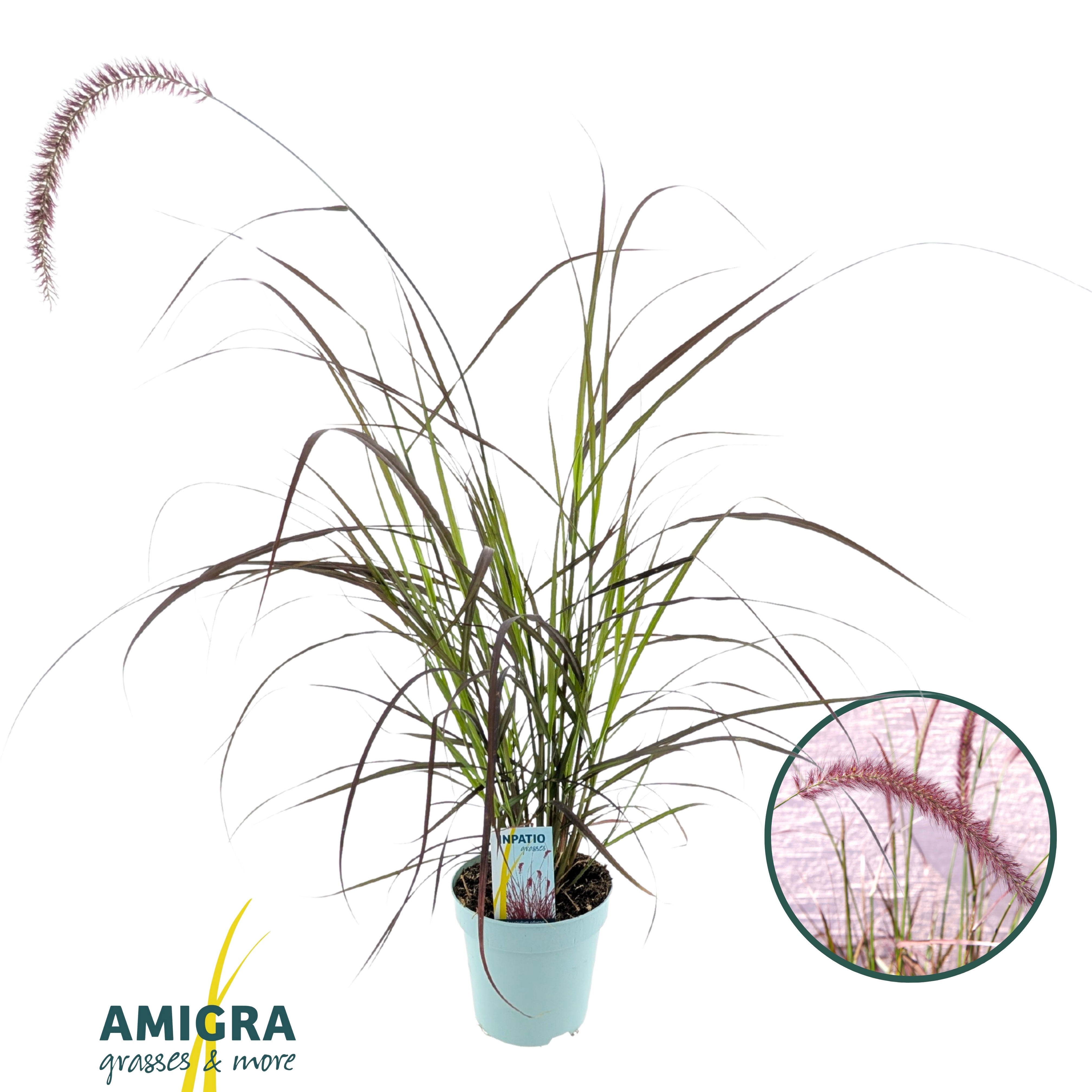 Picture of Pennisetum advena'Rubrum'
