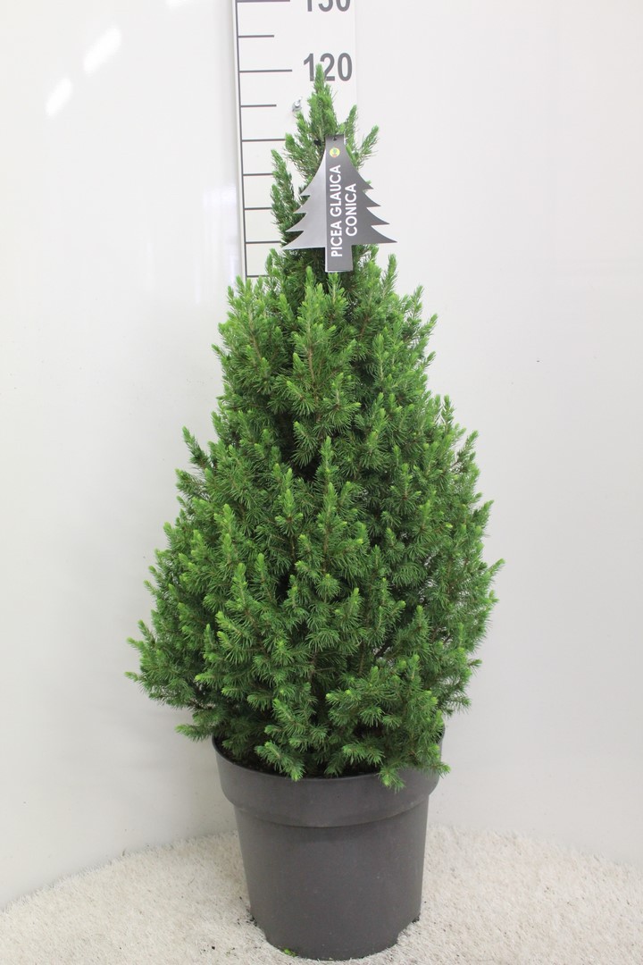 Picture of Picea glauca Conica P33 100CM-INC-POT/POTGROWN