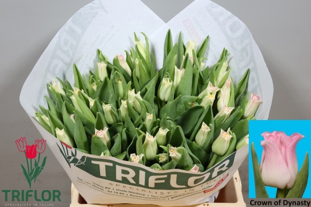 Tulipa Lily Crown Dynasty 38cm 30gram