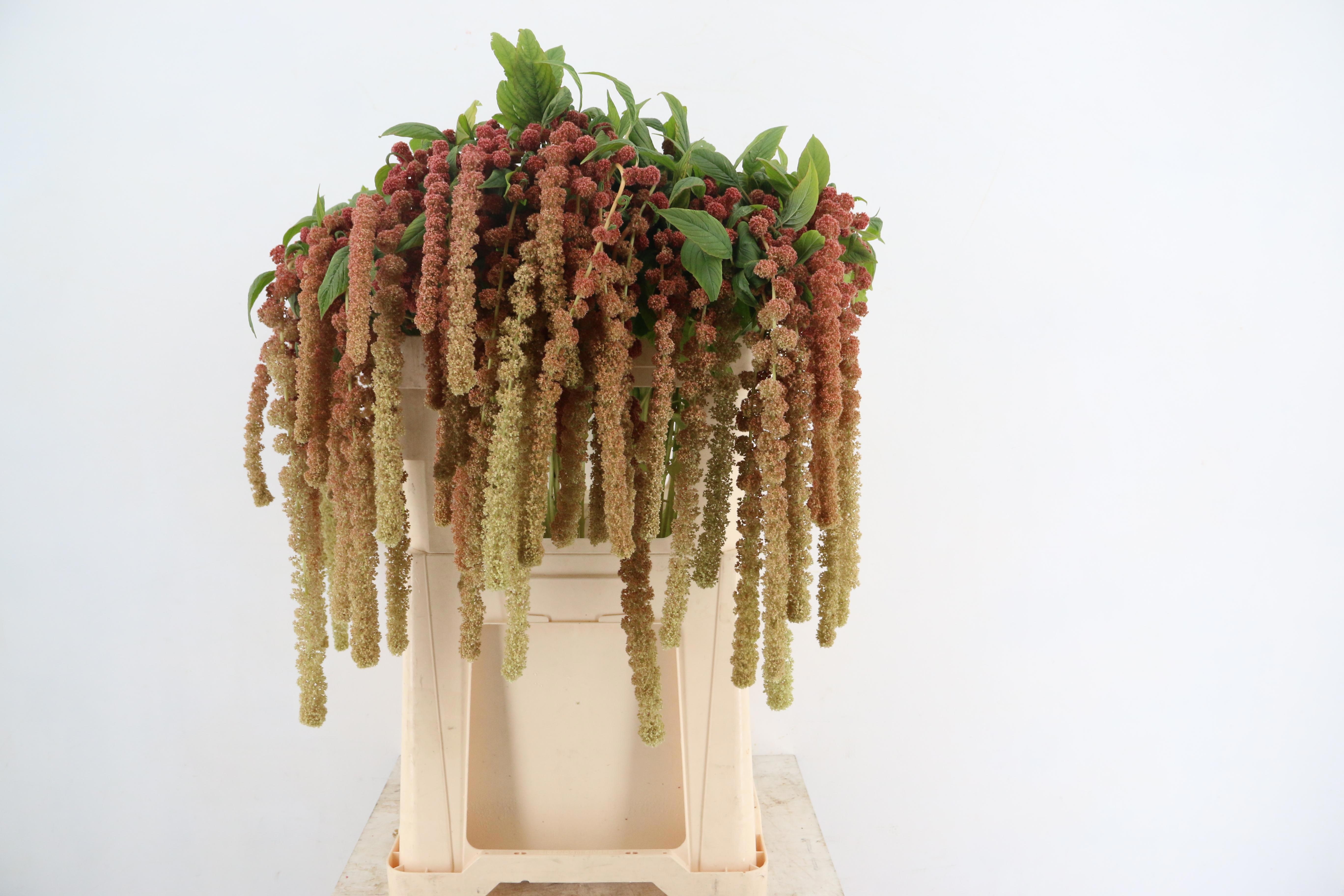 Amar Ca Coral Founta 80L.cm 23bloei