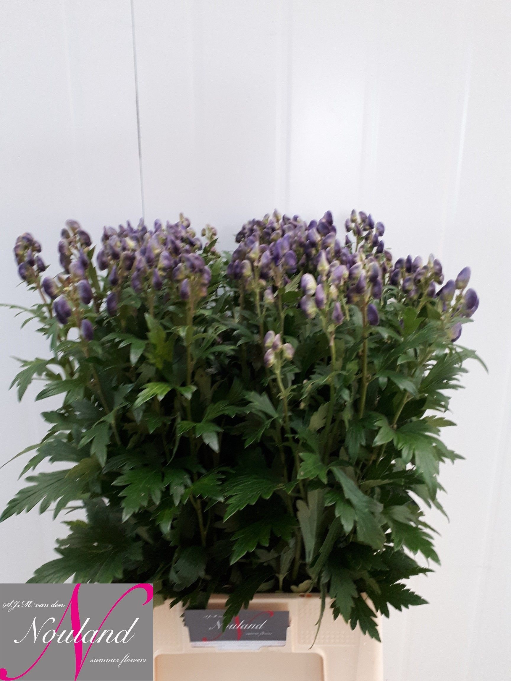 Aconitum Arensi 70cm