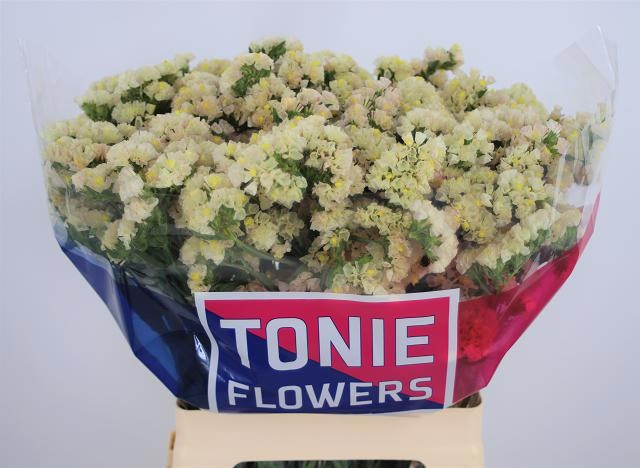 Limonium St Apricot Sunbirds 70cm 38gram