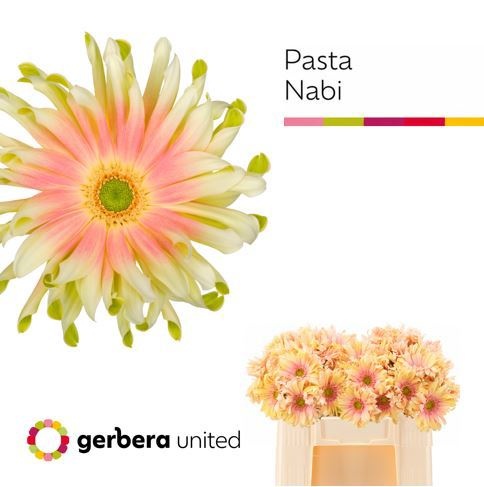 Ge Kv Pasta Nabi