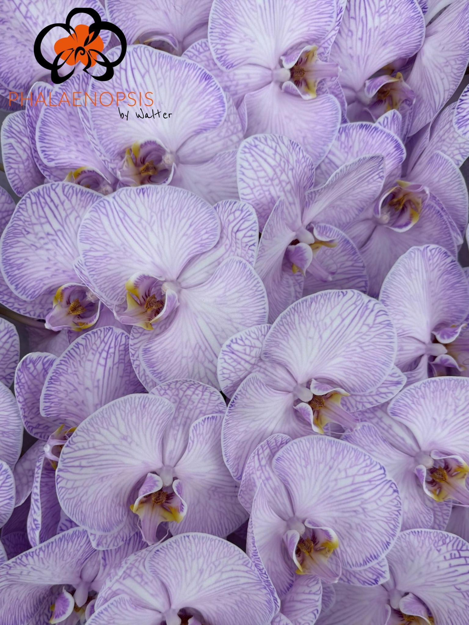 Phal Coloured Violet
