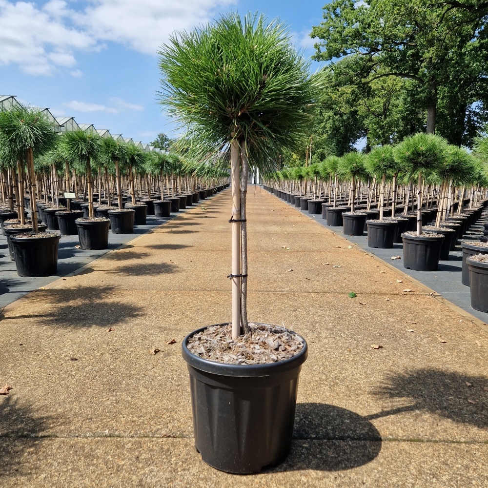 Pinus 'Marie Brégeon'