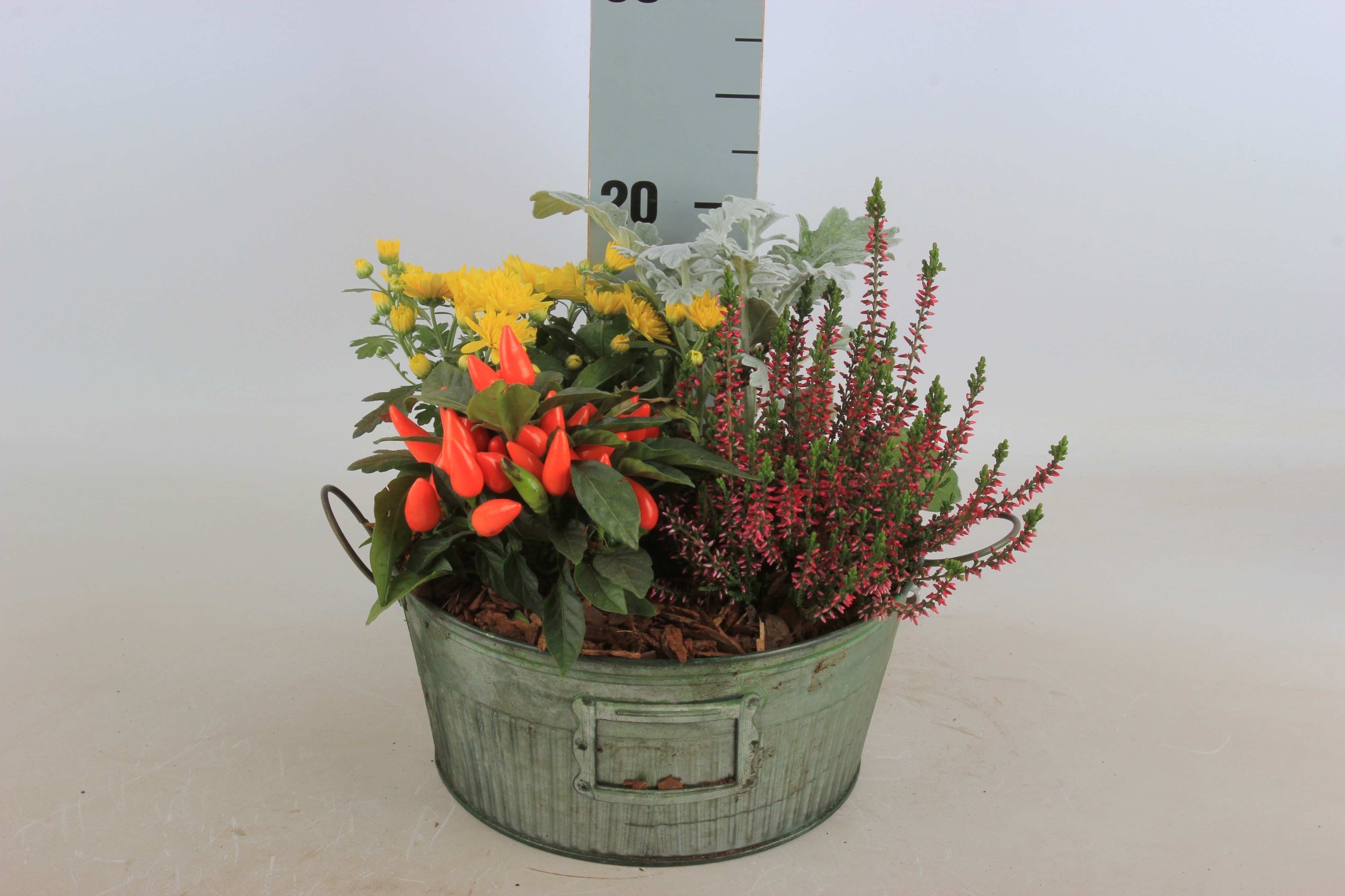 Arr Tuinplanten 24P 20cm 12bloei