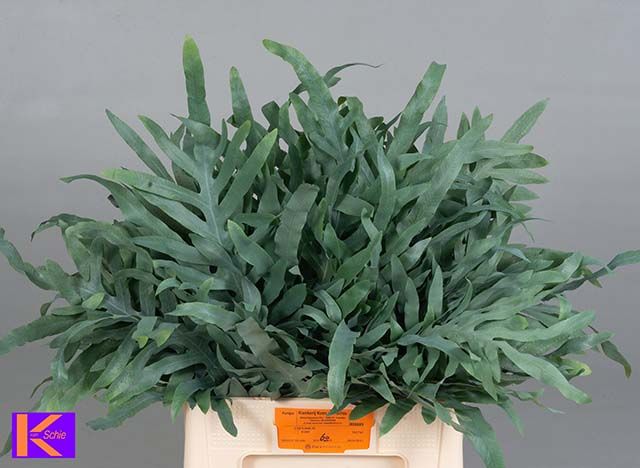 Cyrtomium Fort 60cm