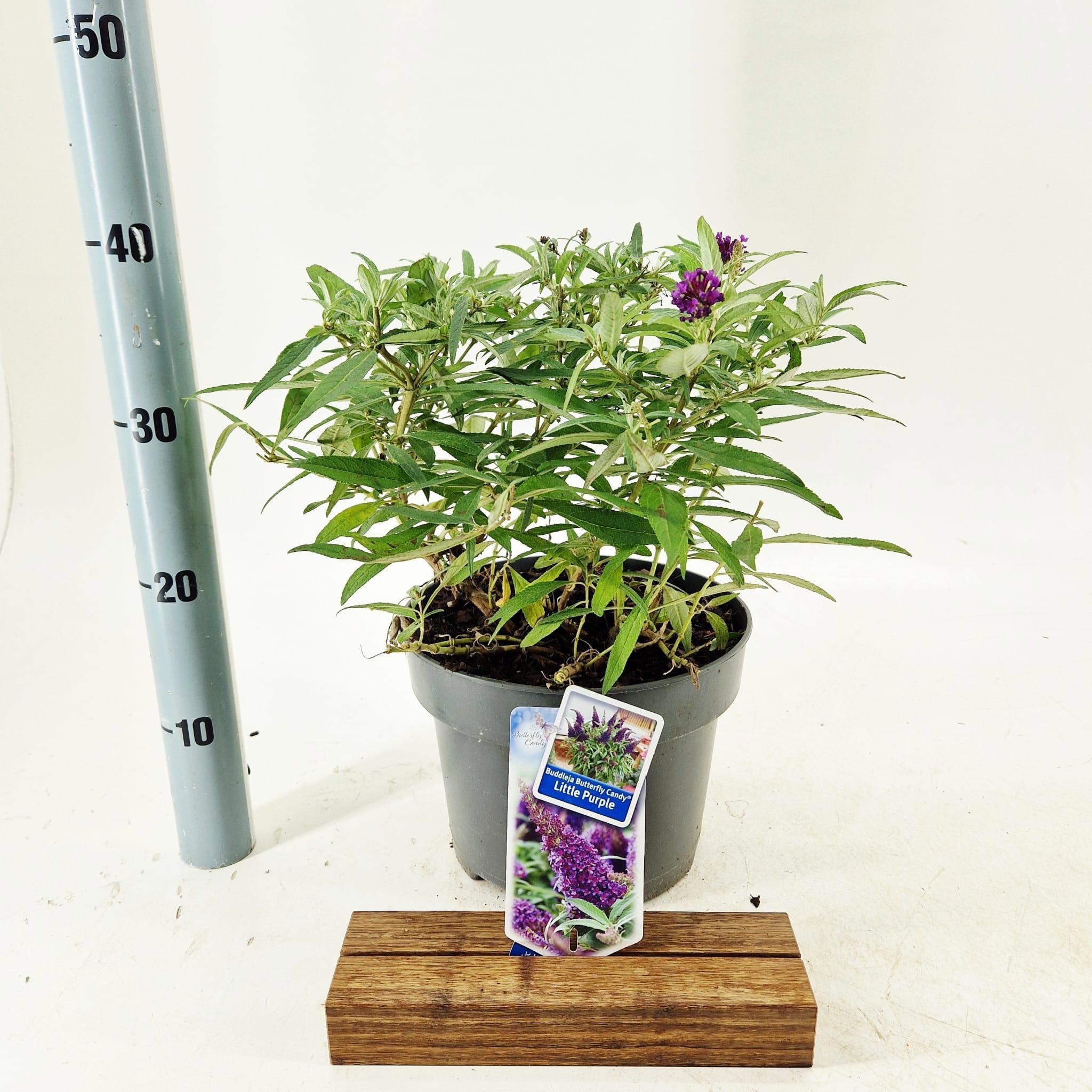 Buddleja d. Butt. Candy® Little Purple ('BotEx 001'PBR)