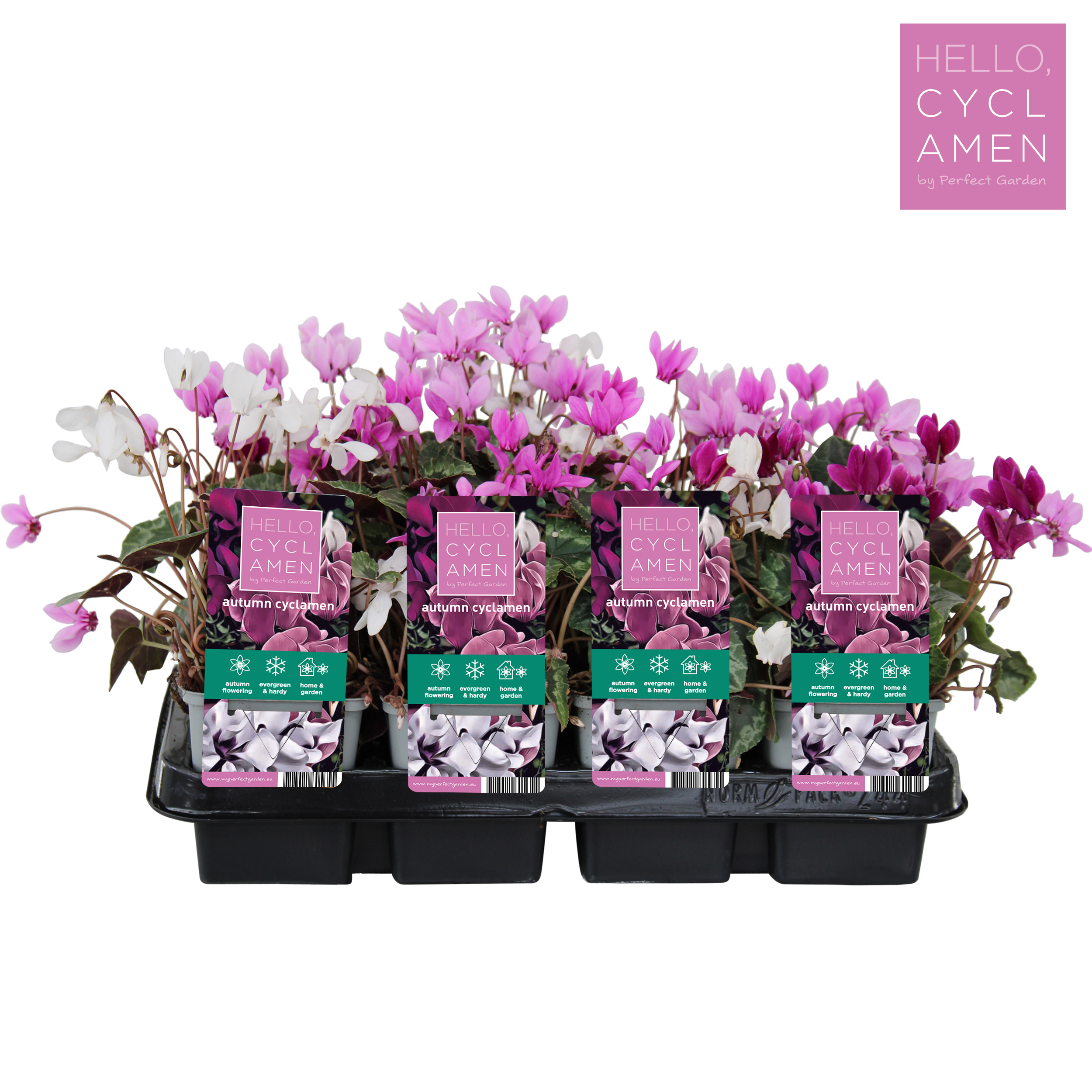 Picture of Cyclamen Autumn Mix tray P9