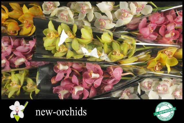 Cymbidium Asst 9bl