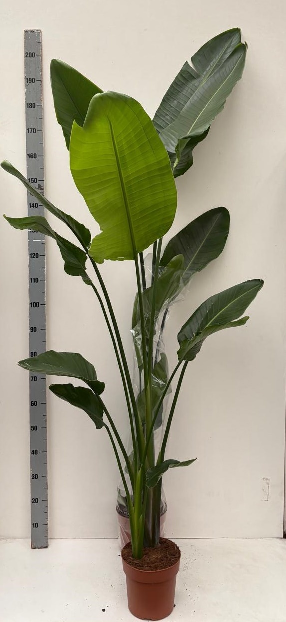Strelitzia Nicolai 21P 190H 2stek