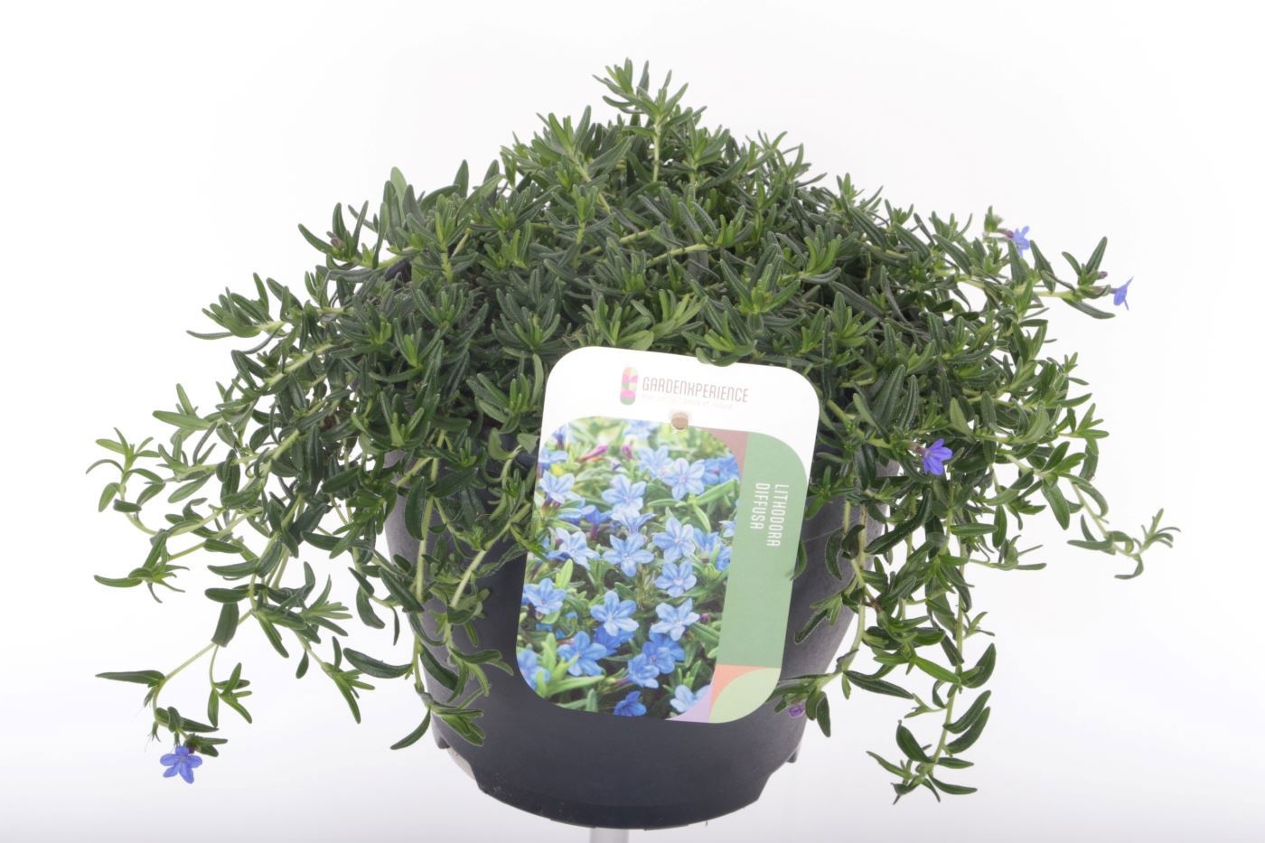 Lithodora diffusa 'Grace Ward'