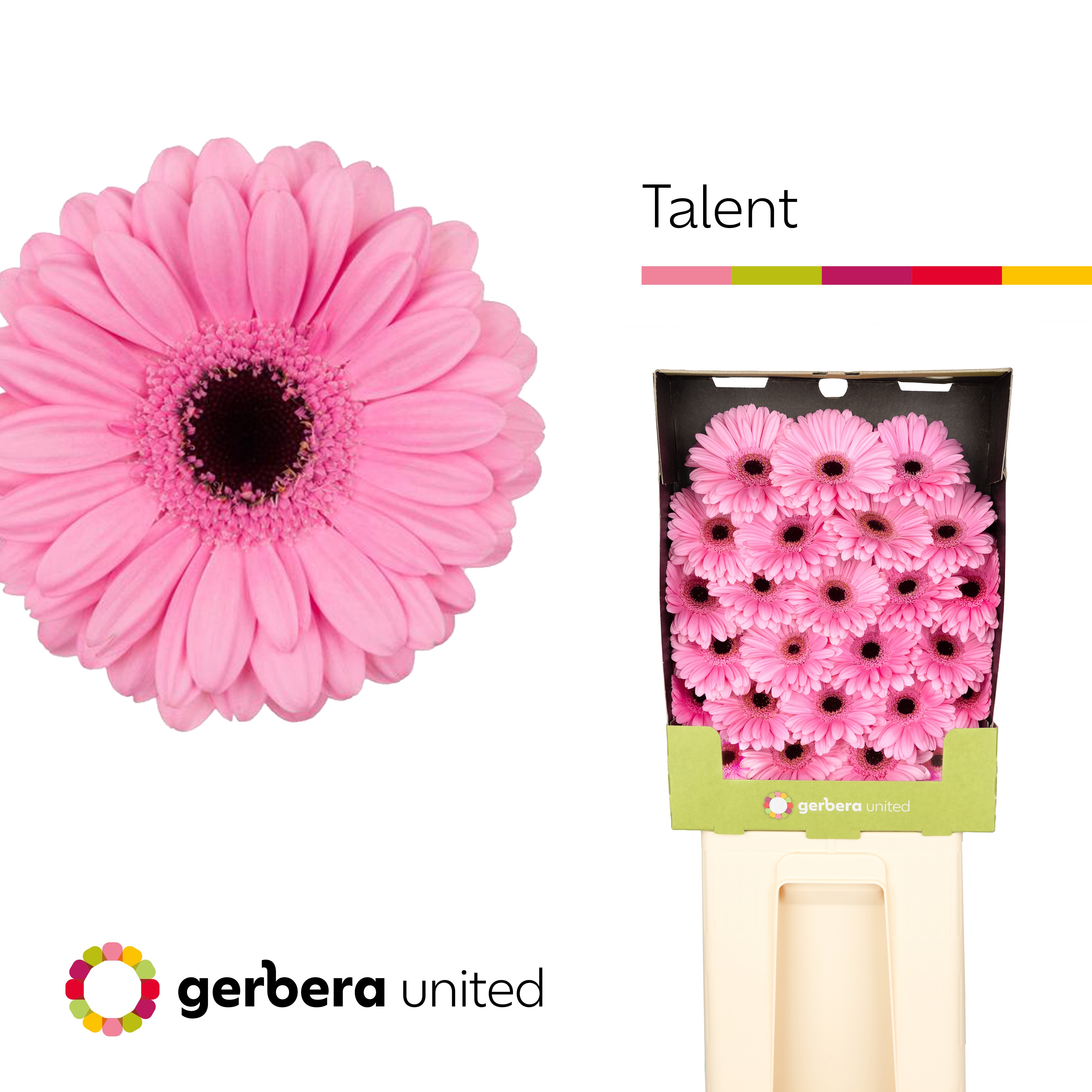 Ge Mi Talent