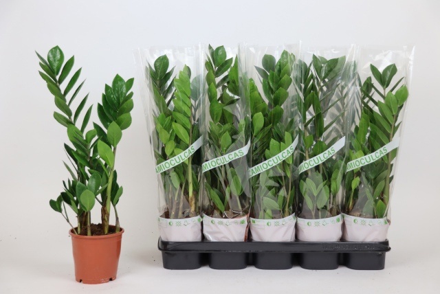 Zamio Zamiifolia 12P 50H 2TAK
