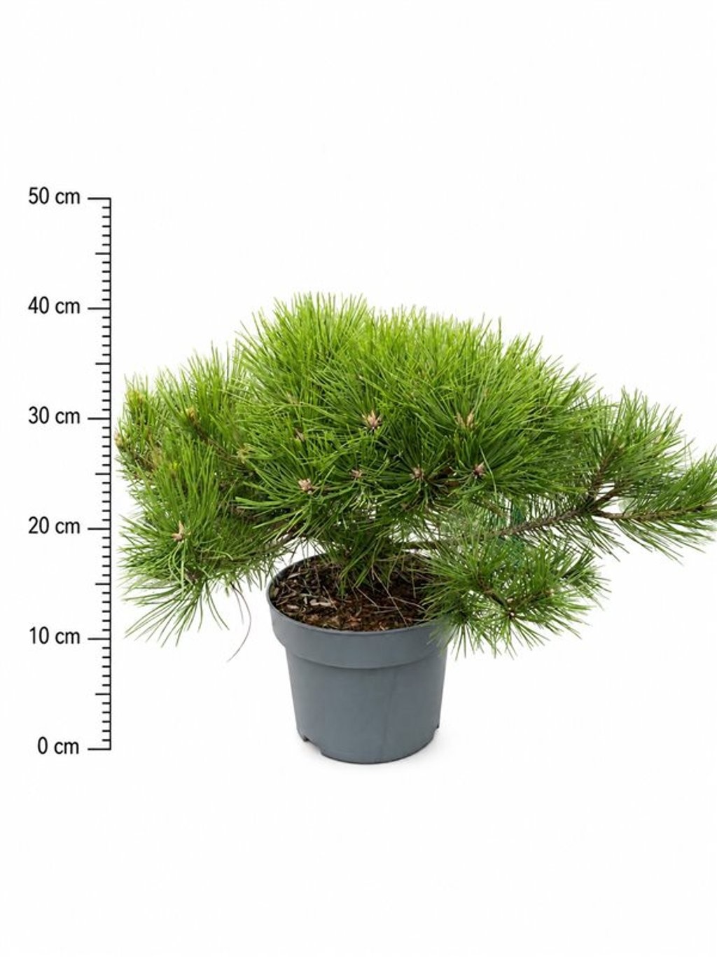 Pinus densiflora 'Low Glow'