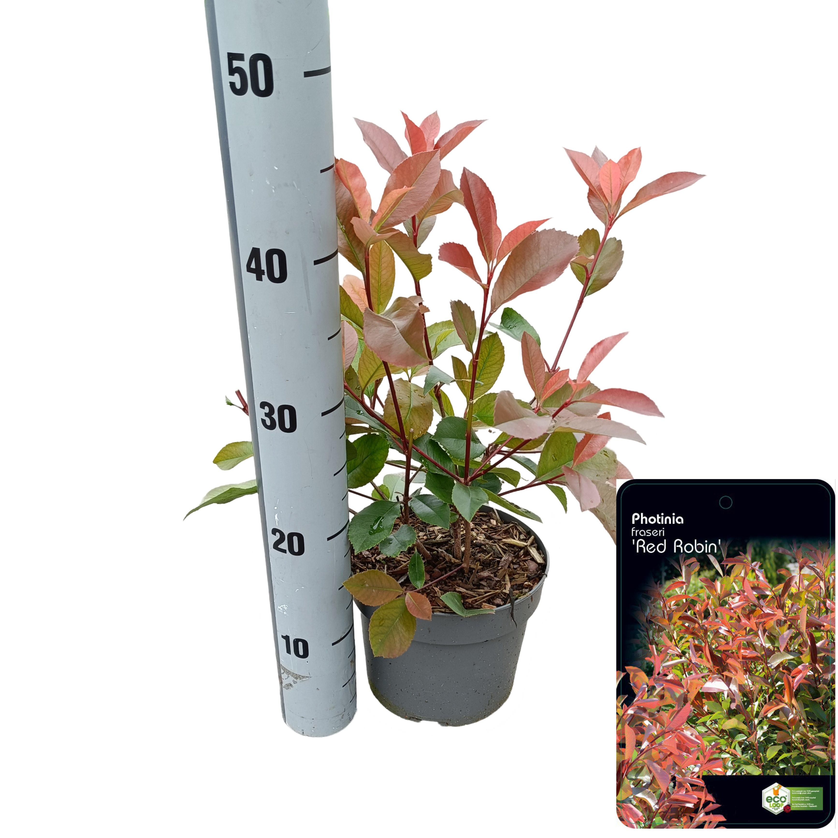 Picture of Photinia fraseri 'Red Robin' C2