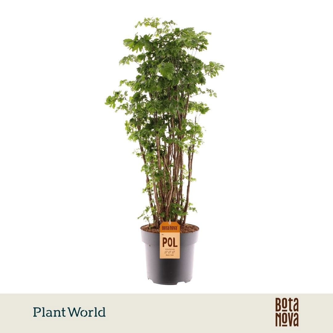 Polyscias 'Roble' vertakt