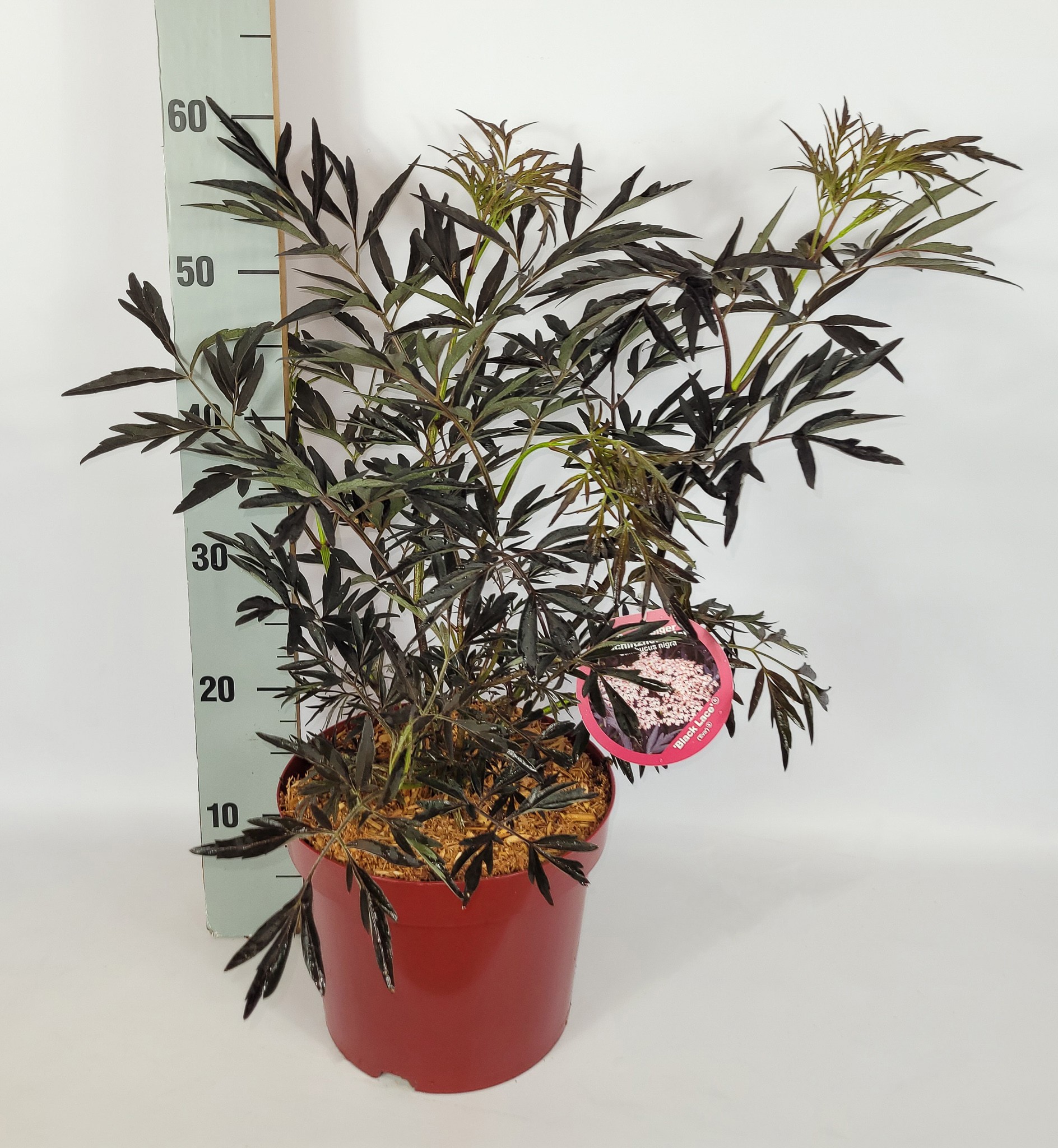 Sambucus nigra 'Black Lace' S