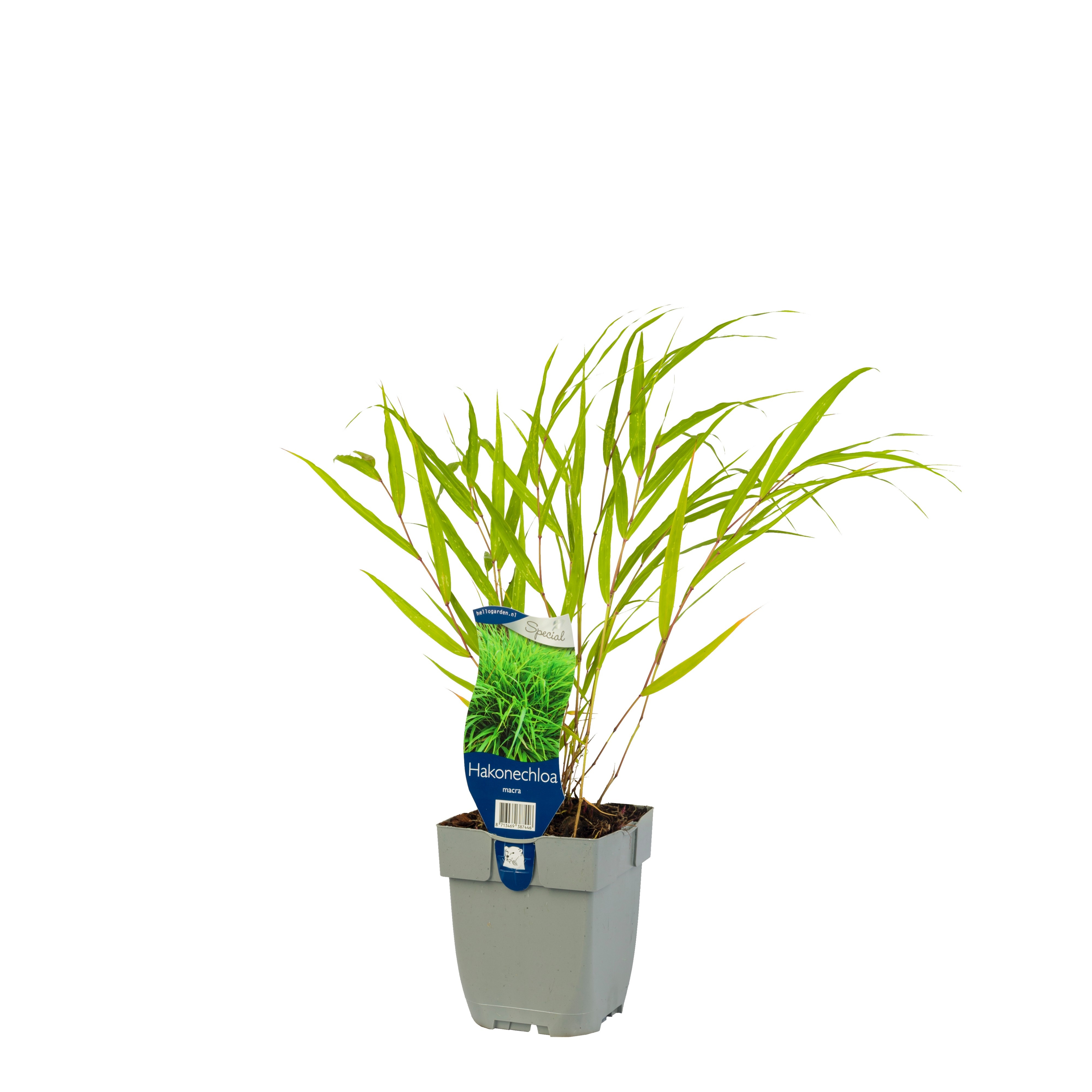 Hakonechloa macra