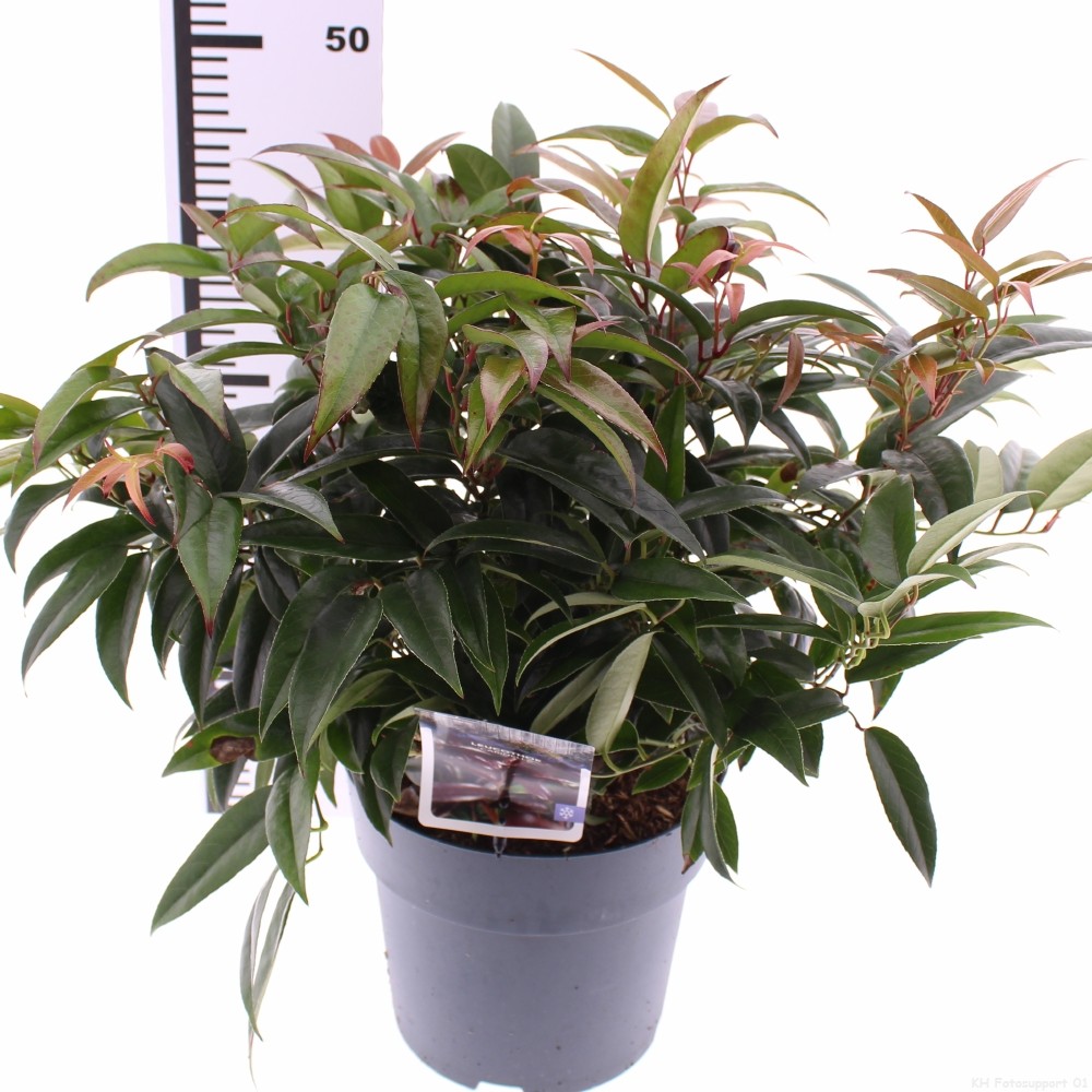 Picture of Leucothoe Carinella P21 (4 Ltr) (LOOSE)