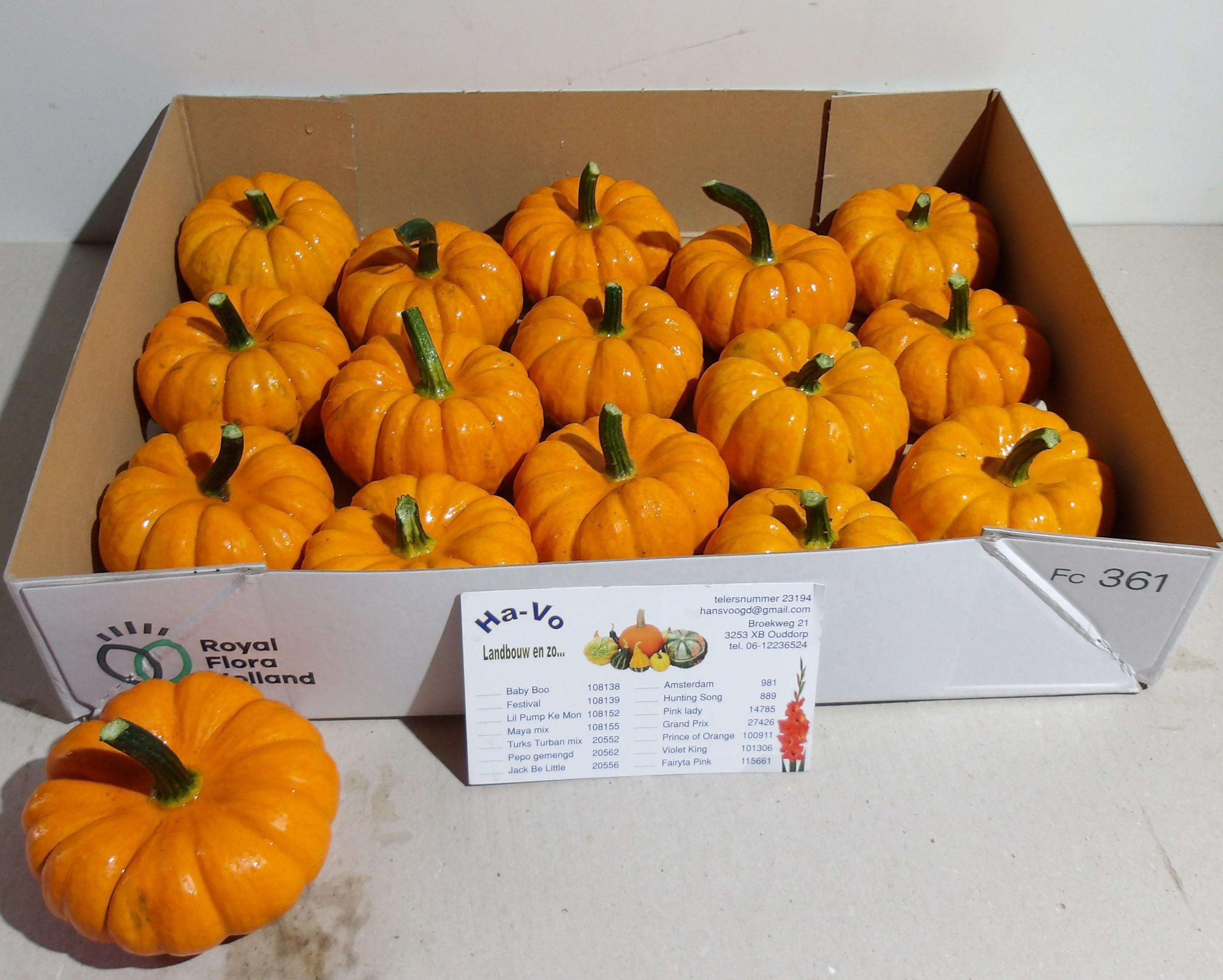 Cucurbita Jack Be Little