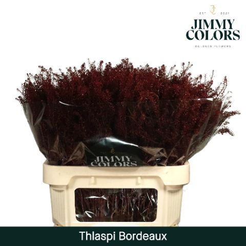 Thlaspi Gekleurd Bordeaux