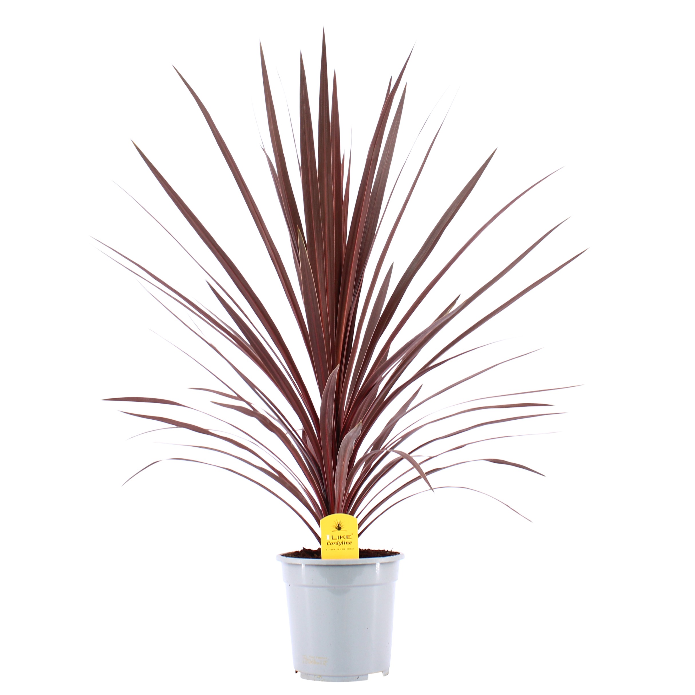 Picture of Cordyline Australis Red Star P21 (4 Ltr) (LOOSE)