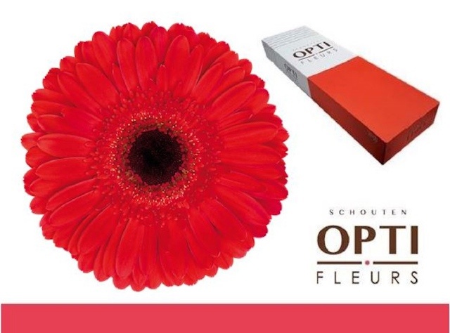 Gerbera Dynamic