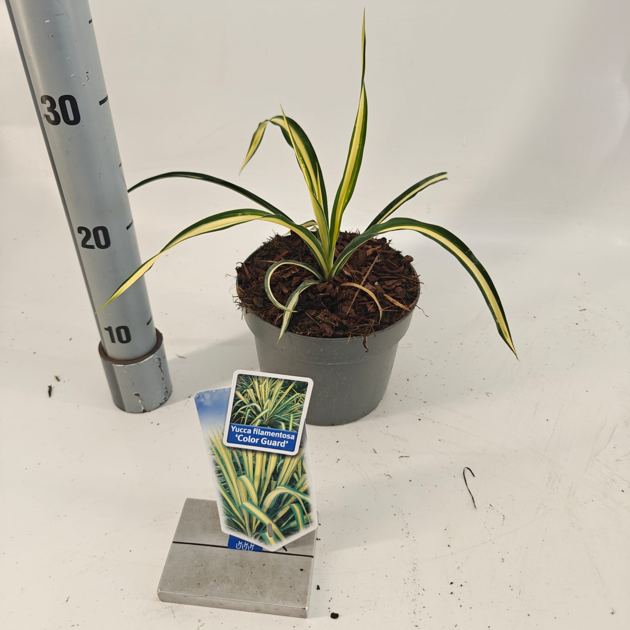 Picture of Yucca filamentosa 'Color Guard'