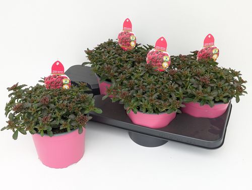 Sedum Spot on Deep Rose p17 Cox