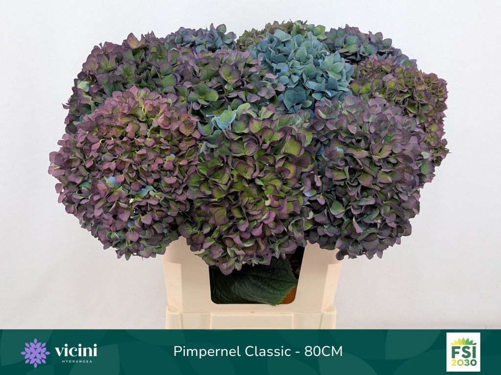 Hydrangea Pimpernel Classic 80cm 22Ø