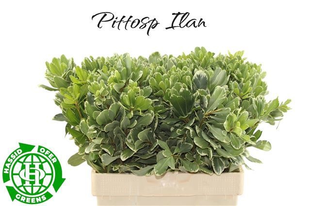 Pittosporum Ilan 60cm