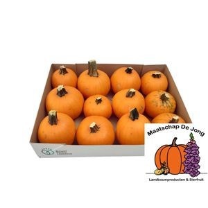Cucurbita maxima 'Halloween' - Overig sierfruit