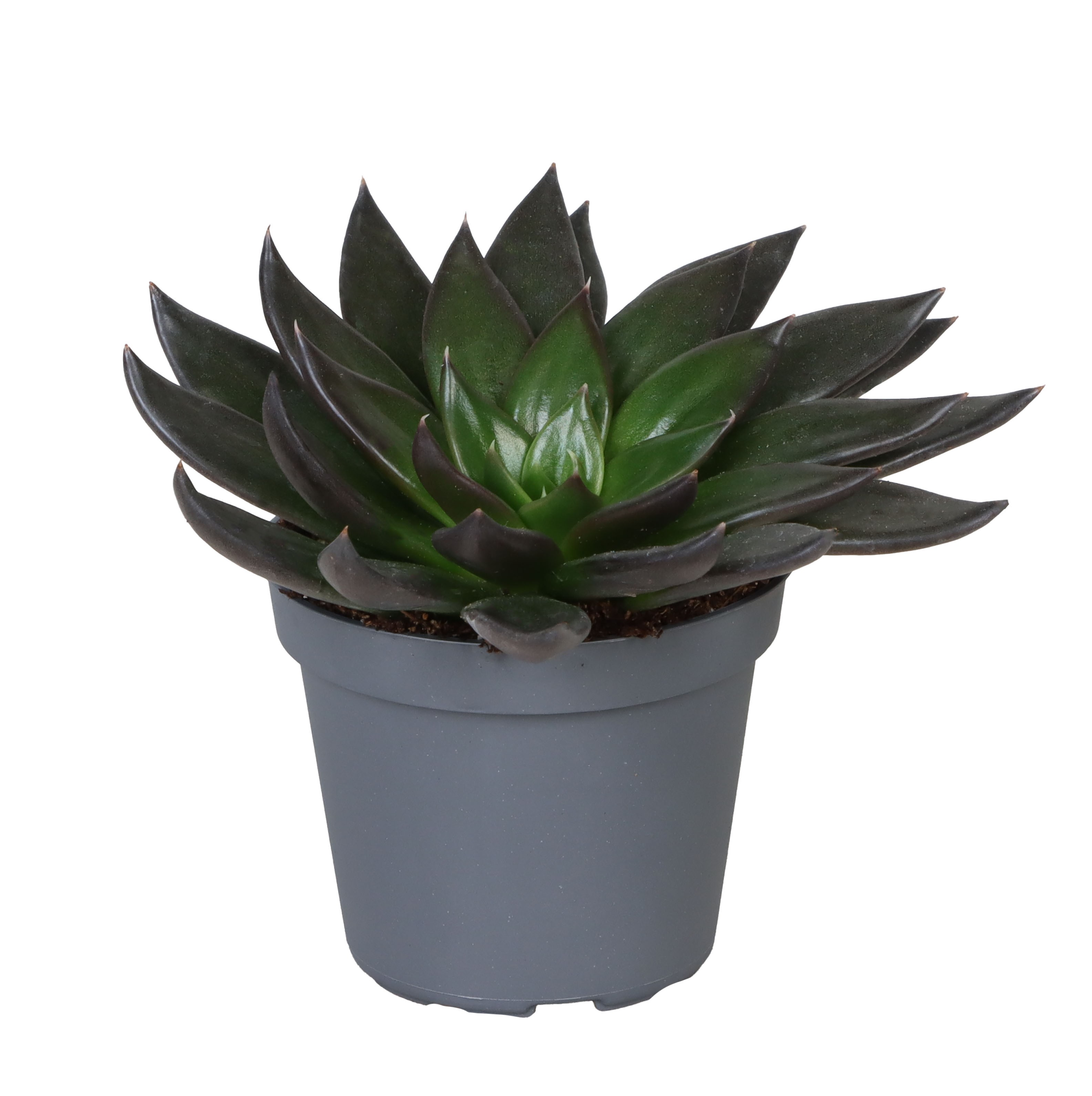 Picture of Echeveria New Black P6 10CM