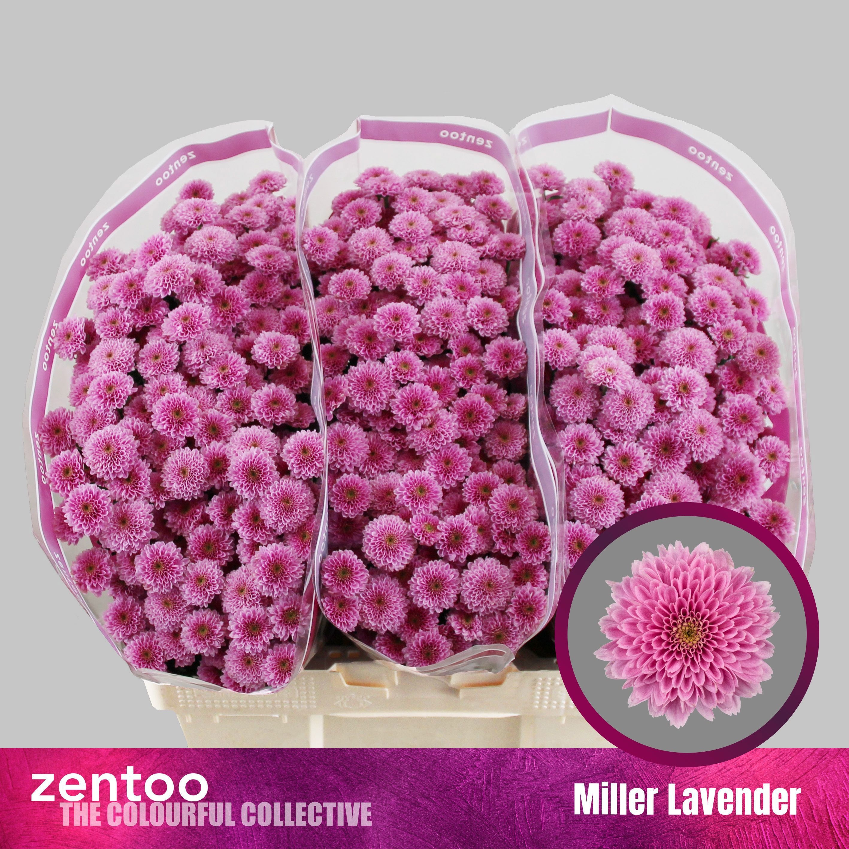 Chrys Santini Miller Lavender 55cm 100Ø