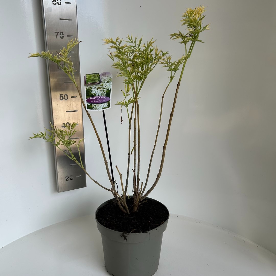 Picture of Sambucus nigra Golden Tower P23 (5 Ltr) (LOOSE)