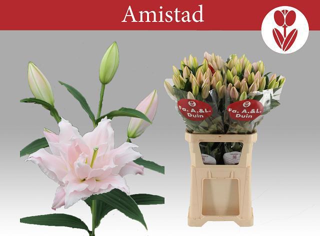 Li Or Du Amistad