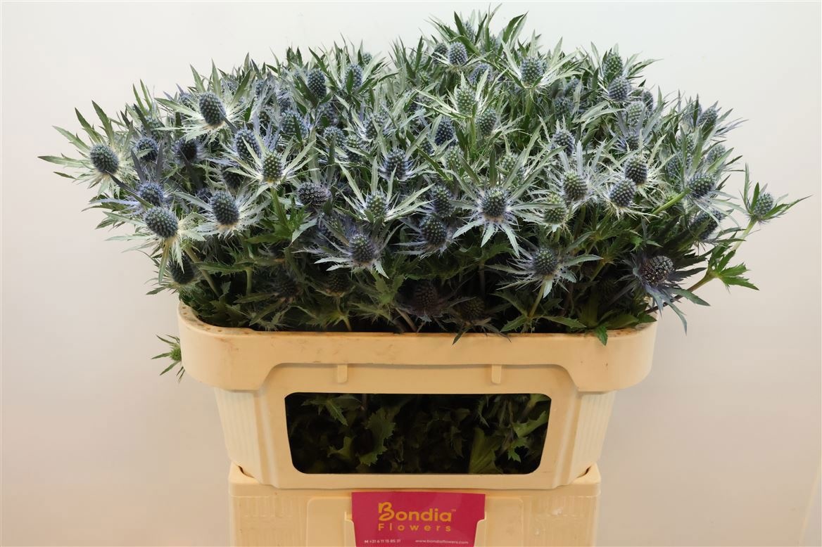 Eryngium Blue Lagoon 70cm